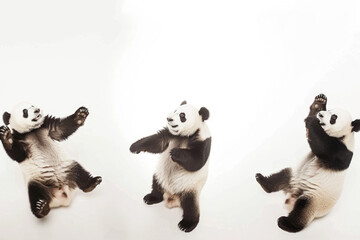 Three pandas, black and white charm