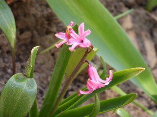 beautiful botanical photograph of Hyacinthus orientalis, natural wallpaper