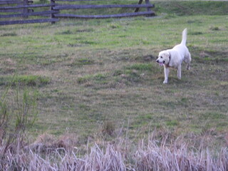 Fototapeta premium A large white Labrador dog runs through the grass