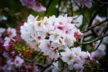 Pink and white petals of cherry blossom tree in Taipei Taiwan.