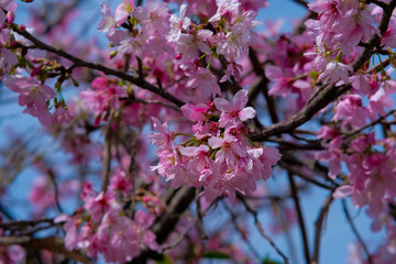 Pink petals of cherry blossom tree in Taipei Taiwan.