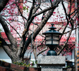 Outdoor light with cherry blossoms in the background.