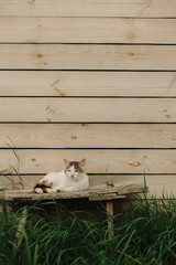 A domestic cat is laying on a old wooden table against a background of green plants. A non-pedigreed cat, circles in blurred background, looks at the camera. A pet in nature. The village, the park