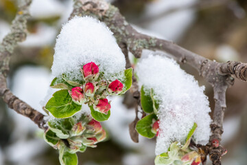 fleurs de pommier roses recouvertes de neige au printemps formant un petit chapeau dans un jardin dans le puy de dôme