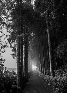 One lone person walks along foggy tree lined trail, Azores Islands