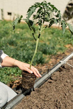 Woman holding a robust tomato seedling ready for the garden