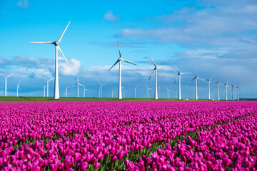 A vibrant field teeming with purple tulips sways gracefully in the wind, with iconic Dutch...