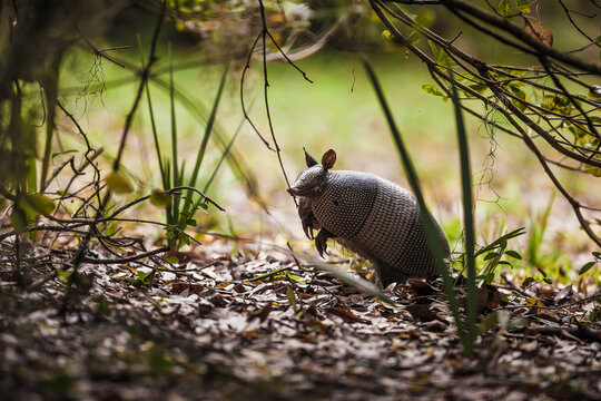 Nine-banded Armadillo Exploring on Big Talbot Island in Florida