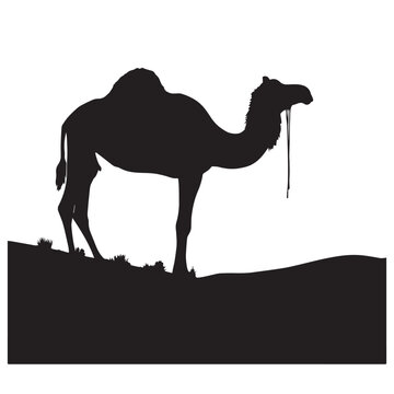 Arabian Camel -Targui camel -kharai camel silhoutte -Majaheem camel vactor image 