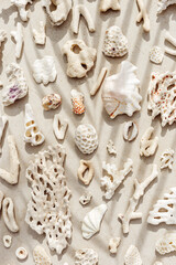Pattern from seashells, coral on sandy background. Minimal photo at sunlight with palm leaf shadow. Summer vacation concept, beach mood. Nautical design. Top view nature aesthetics still life
