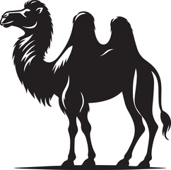 Arabian Camel -Targui camel -kharai camel silhoutte -Majaheem camel vactor image 