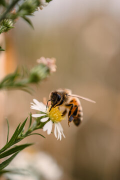 Bee meticulously harvesting nectar from delicate white blooms