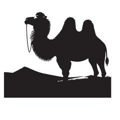 Arabian Camel -Targui camel -kharai camel silhoutte -Majaheem camel vactor image 