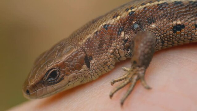 Meadow Lizard in dry grass. The lizard is looking at the camera. Beautiful lizard eyes. Viviparous lizard