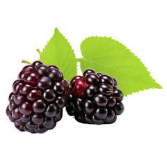 Fototapeta premium Blackberries are a delicious and nutritious fruit that can be enjoyed fresh, cooked, or juiced. They are a good source of vitamins, minerals, and antioxidants.