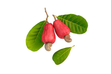 Cashew  ripe fruit on isolated a white background
