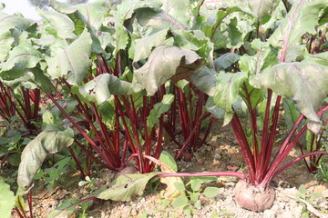 Beetroot plant on farm for harvest