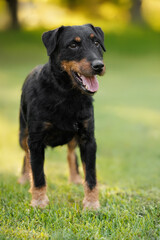 jagdterrier dog standing outdoors in summer