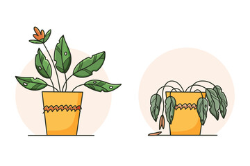Cute sad wilted plant in a pot. Stages of withering, abandoned and scared houseplant without watering and care