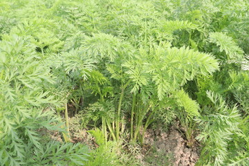 carrot farm for harvest are cash crops