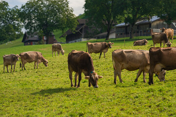 Cow in a green field by the water in Sweden. Cattle grazing in a field. Cows on green grass in a meadow, pasture. Cattle cows grazing on farmland. Brown cows grazing in grassy meadow.