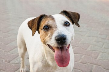 Dog. Jack Russell terrier. Portrait. Pet. A smiling hunting dog