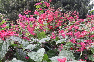 Bleeding heart vine flower plant