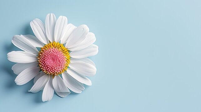 White daisy is shown against light blue background.