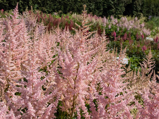 Close-up of the False goatsbeard (Astilbe x arendsii) 'Erica' flowering with pale heather pink flowers held in open, narrow plumes in summer - obrazy, fototapety, plakaty