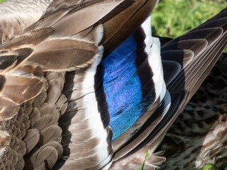 Close-up of distinct iridescent purple-blue speculum feathers edged with white on female mallard or wild duck (Anas platyrhynchos)