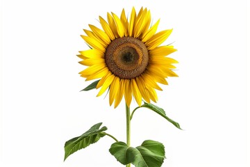 A single bright sunflower with a lush green stem stands out against a pure white background