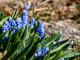 Group of lovely, compact china-blue grape hyacinths (Muscari azureum) with long, bell-shaped flowers and green leaves flowering in spring