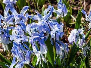 Close-up shot of the ornamental plant - Scilla rosenii bearing racemes of star-shaped, very pale blue six-stellate flowers in bright sunlight in spring. A bee in flowers with blue pollen