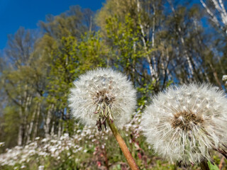 Macro shot of dandelion flower heads with seeds and pappus in the meadow with forest and blue sky in the background. The pappus of the dandelion