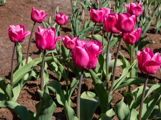Tulip Emmy peeck blooming with wide goblet-shaped, large, dark lilac-pink flowers with lighter...