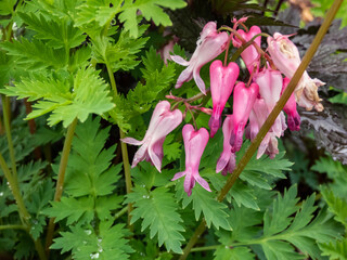 Macro shot of the opened and long shaped cluster of pink flowers of flowering plant wild or fringed...