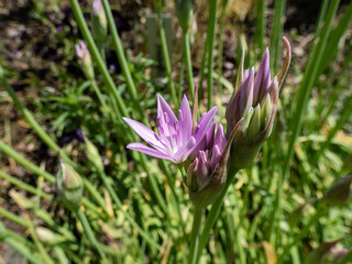 Allium unifolium Kellogs 'Eros' with strap-shaped deciduous leaves flowering with pinkish-lilac flowers form domed clusters in summer