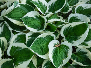 Plantain lily (hosta) 'Patriot' with large, ovate-shaped, satiny, dark green leaves adorned with...