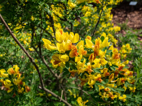 Close-up shot of the yellow buds and flowers of the ornamental shrub of legume family Cytisus (Chamaecytisus wulfii) in the garden. Full branches of flowers