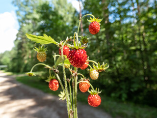Plants of wild strawberry (Fragaria vesca) with perfect, red, ripe fruits and foliage outdoors with forest and blue sky bacground in sunlight