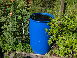 Blue, plastic water barrel reused for collecting and storing rainwater for watering plants full with water surrounded with green vegetation