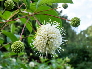 Flowering plant buttonbush, button-willow or honey-bells (Cephalanthus occidentalis) blooming in summer. Macro shot of white flower arranged in spherical inflorescence
