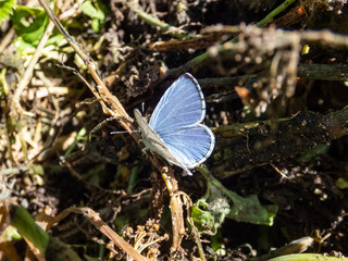 Close-up of the Holly blue butterfly (Celastrina argiolus) in summer. The holly blue has pale silver blue wings spotted with pale ivory dots