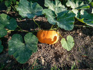 Big, ripe, orange pumpkin growing in the garden on the ground among green leaves. Gardening and growing vegetables