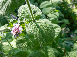 Close-up of bright green peppermint plant (Mentha x piperita) leaves growing and flowering with...