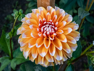 Close-up shot of the dahlia 'Bahama Apricot' flowering with flowers with apricot petals fading to...