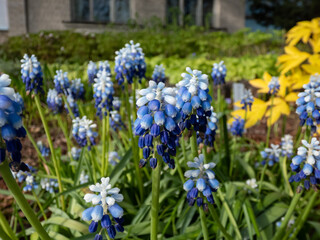 Bicolor grape hyacinth Muscari aucheri 'Mount Hood' blooming with grape-like clusters of rounded blue flowers with white tips, crowned with white florets in spring