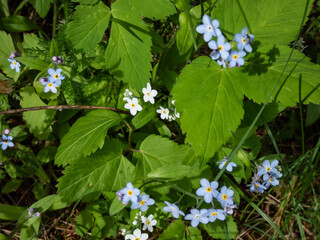 Sky-blue spring-flowering plant - the wood forget-me-not flowers (Myosotis sylvatica) growing and flowering in the forest in summer