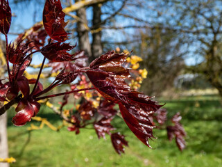 Close-up of the deep purplish-crimson leaves of the award-winning Norway Maple (Acer platanoides) 'Crimson King' growing in a park in spring