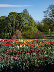 Landscape of big flower bed of tulips (tulipa) in red, orange, yellow, pink and white colours with big trees  in background in early spring